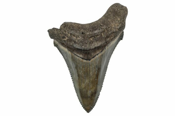 Serrated Angustidens Tooth - Megalodon Ancestor #340354